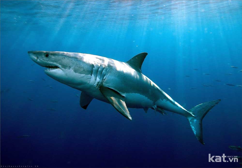 Da cá mập có khả năng chống thấm nước vượt trội